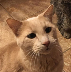 Meet your Posher, Malachi